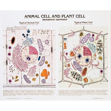 DENOYER-GEPPERT Charts/Posters, Animal & Plant Cells Chart Mounted 1911-10